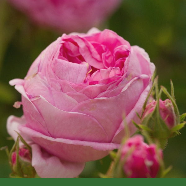 Pink Rose Petals (Rosa damascena) - Dried Herb
