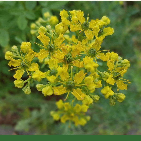 Rue (Ruta graveolens) - Dried Herb, Organic
