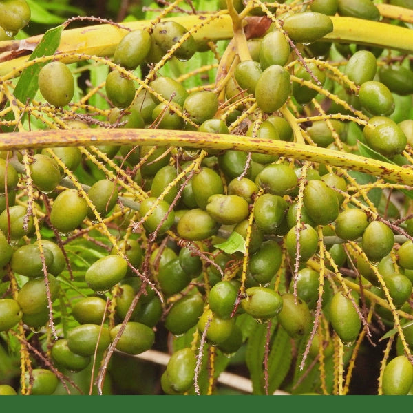 Saw Palmetto Berries, Cut & Sifted (Serenoa serrulata) - Dried Herb, Organic