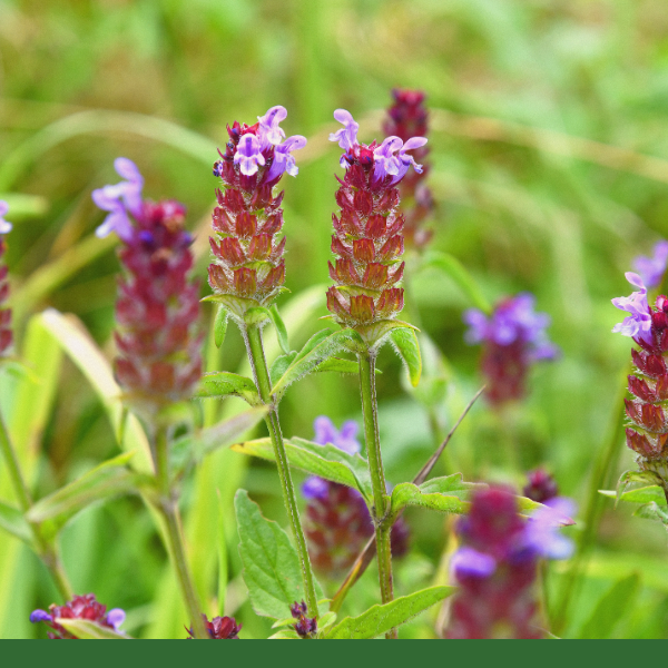 Self-Heal (Prunella vulgaris) - Dried Herb, Organic