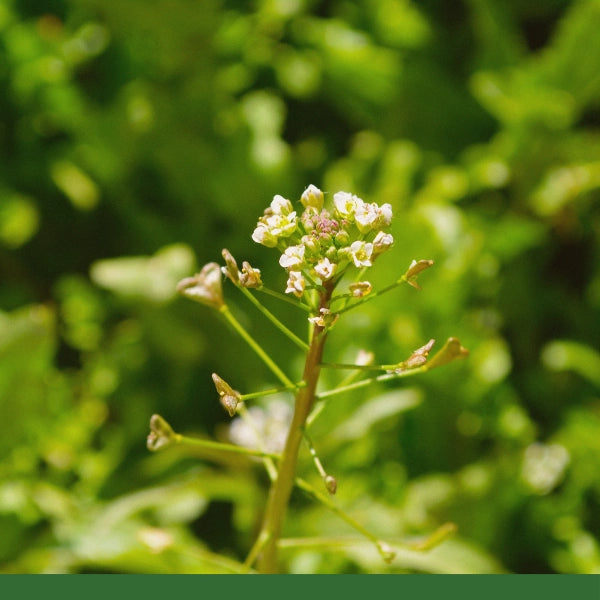 Shepherds Purse, Cut & Sifted (Capsella bursa pastoris) - Dried Herb, Organic