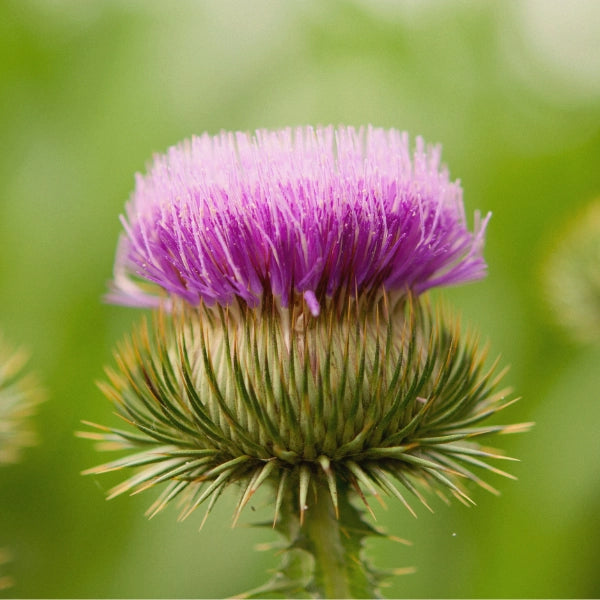 Spring Cleanse - Medicinal Tea