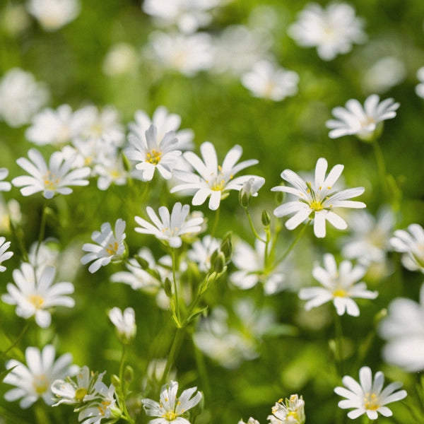 Spring Cleanse - Medicinal Tea