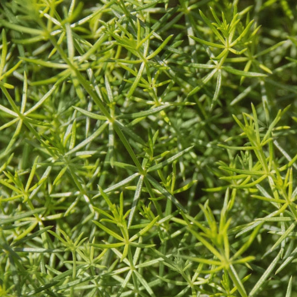 Spring Cleanse - Medicinal Tea