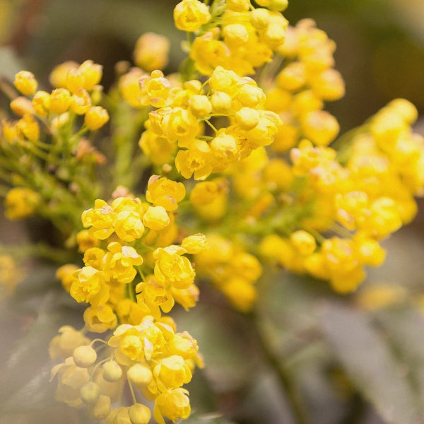 Spring Cleanse - Medicinal Tea