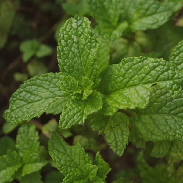Spring Cleanse - Medicinal Tea
