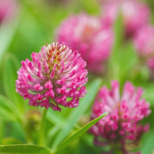 Spring Cleanse - Medicinal Tea