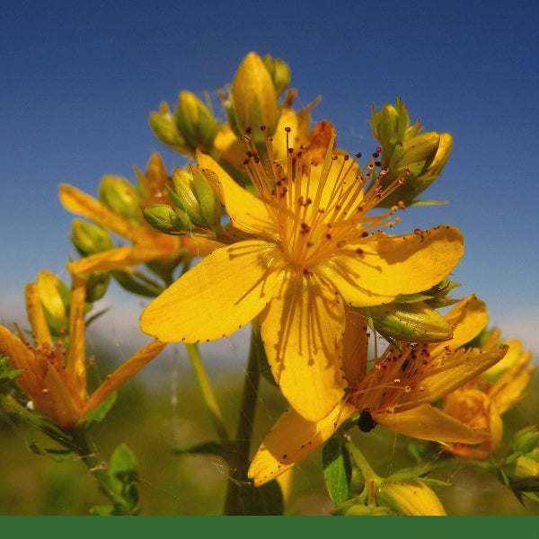 St. Johns Wort (Hypericum perforatum) - Dried Herb, Organic