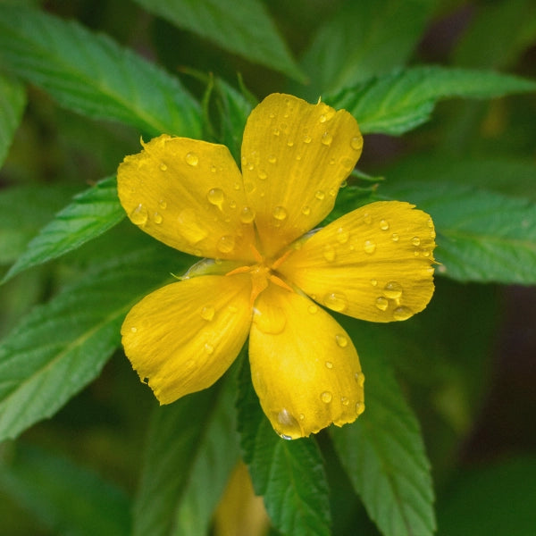 Starwort Smoking Tea Blend – Heritage Tea