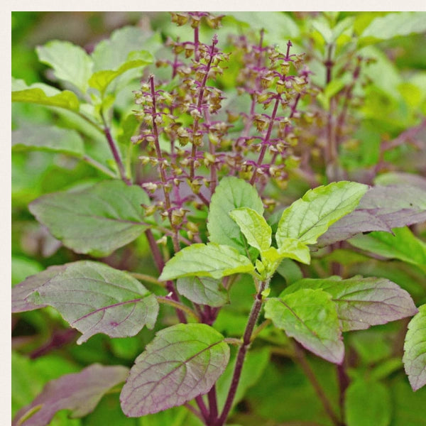 Starwort Smoking Tea Blend – Heritage Tea