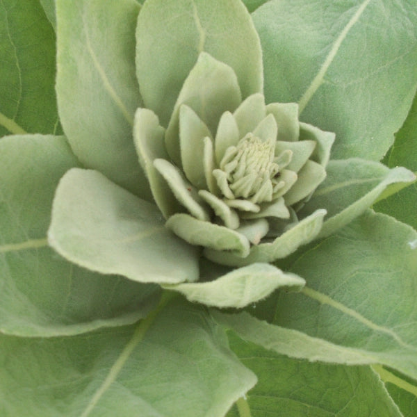 Starwort Smoking Tea Blend – Heritage Tea