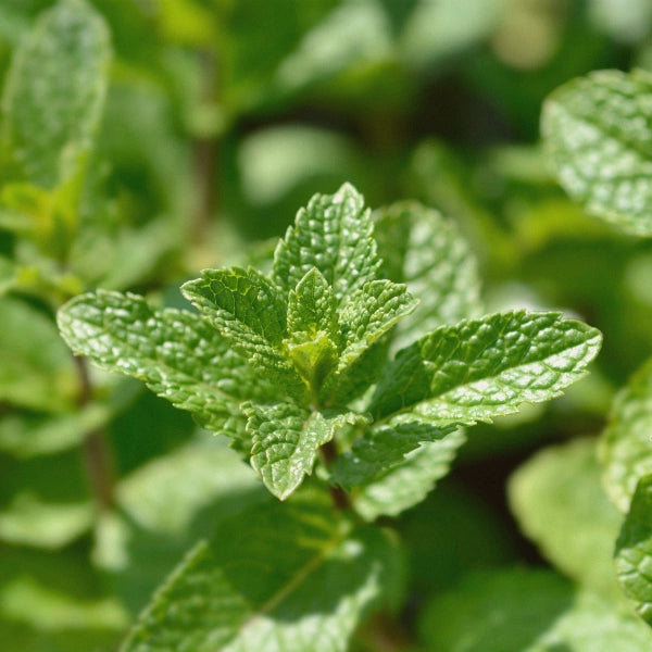 Starwort Smoking Tea Blend – Heritage Tea