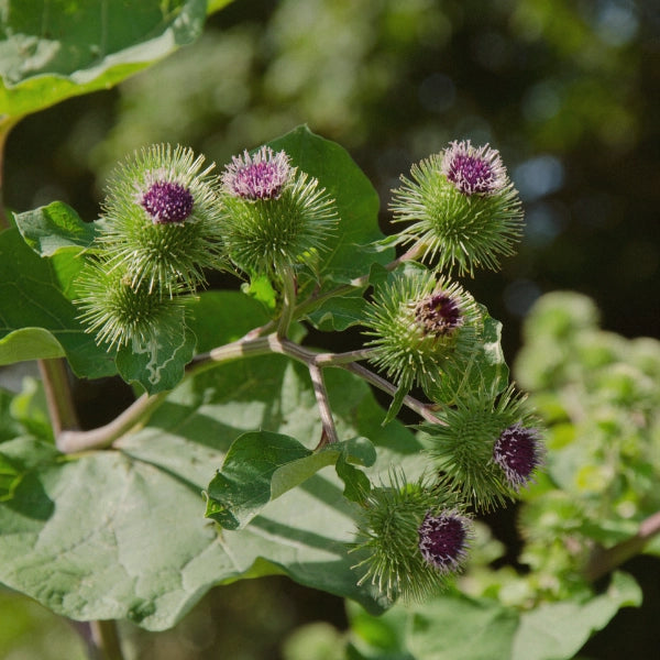 Anti-Inflammatory – Heritage Tea