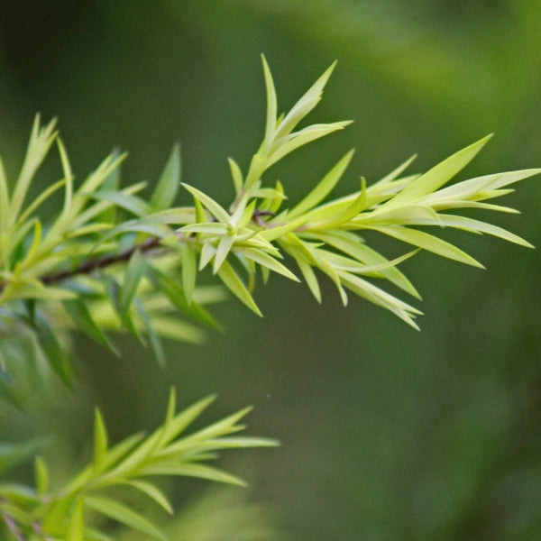 Natural Repellant Spritzer - Aromatherapy Spray