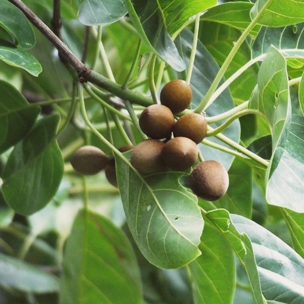 Triphala Powder