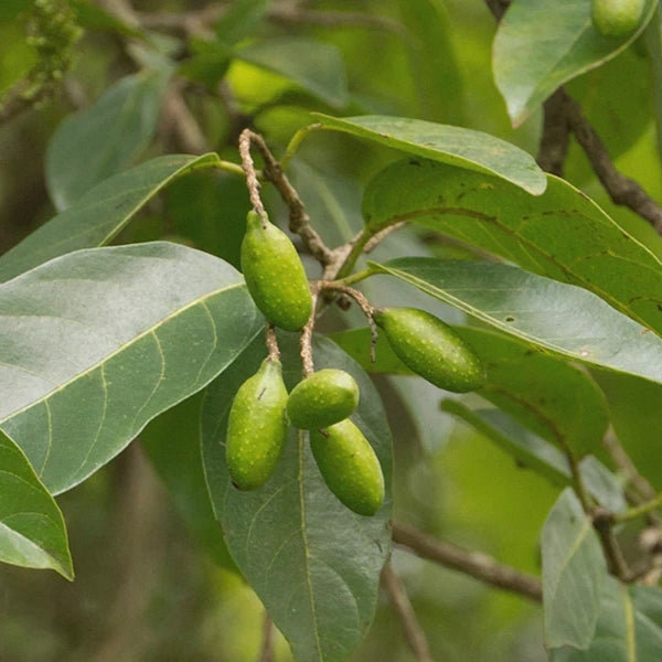 Triphala Powder