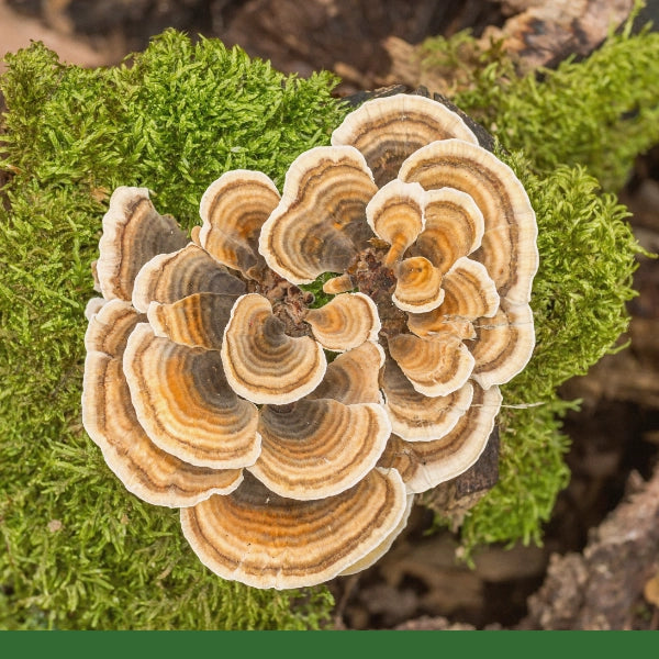 Turkey Tail Mushroom Powder (Coriolus versicolor) - Dried Herb, Organic