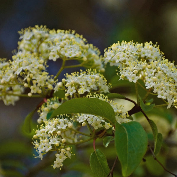 Valentines – Heritage Tea