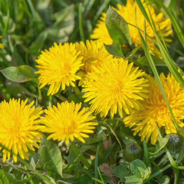 Valentines – Heritage Tea