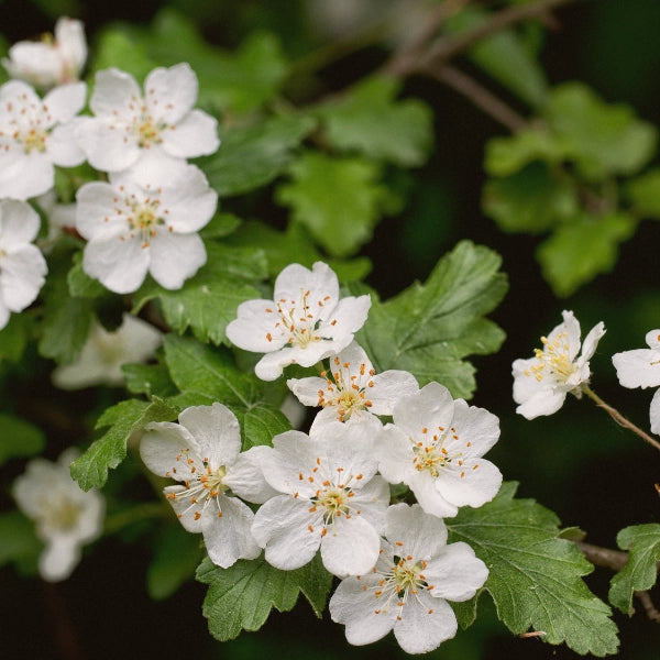 Valentines – Heritage Tea