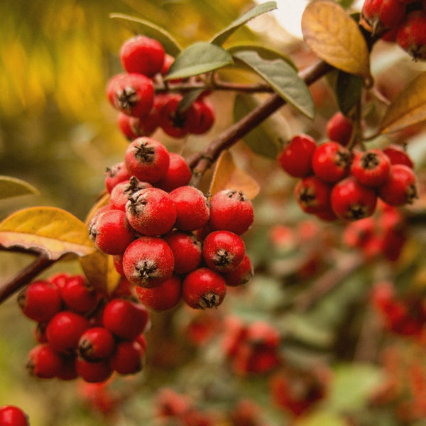 Valentines – Heritage Tea