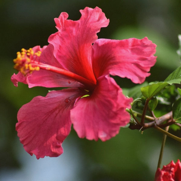 Valentines – Heritage Tea