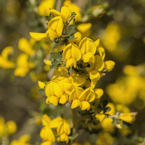 Valentines – Heritage Tea