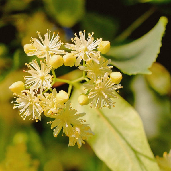 Valentines – Heritage Tea