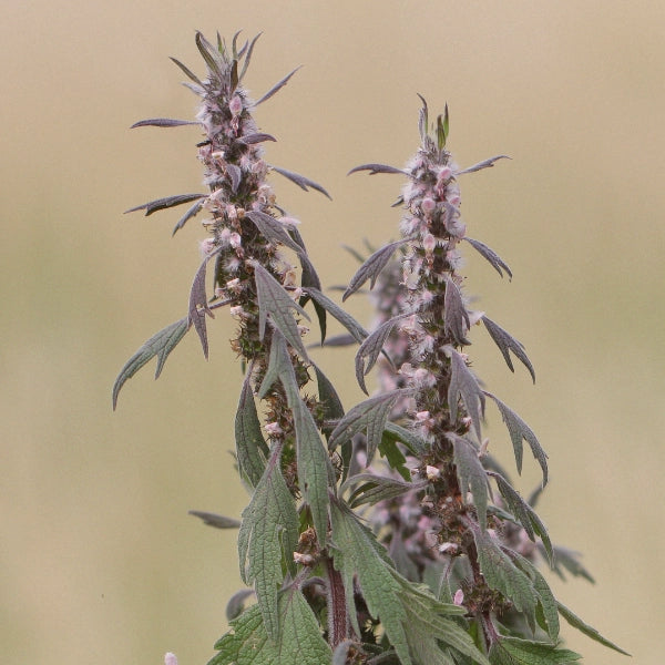 Valentines – Heritage Tea