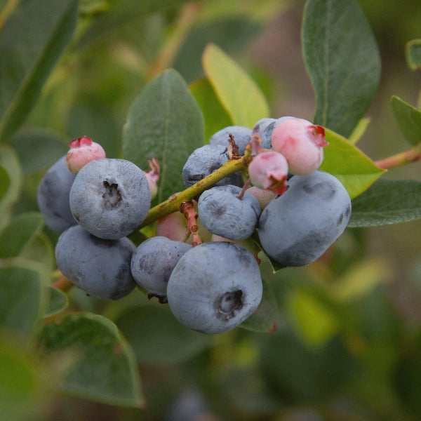 Venatone – Heritage Tea