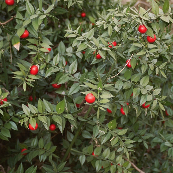 Venatone – Heritage Tea