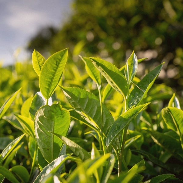 Venatone – Heritage Tea