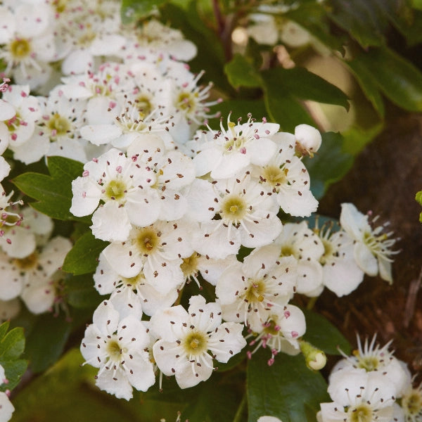 Venatone – Heritage Tea