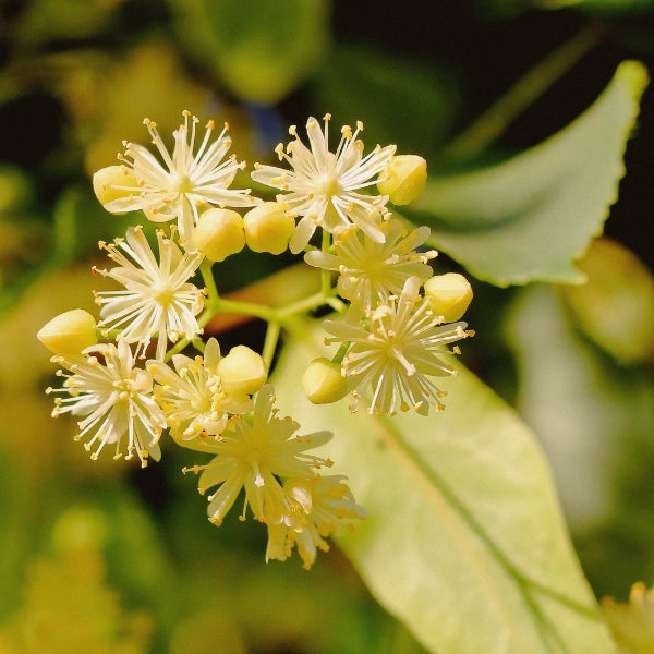 Venatone – Heritage Tea