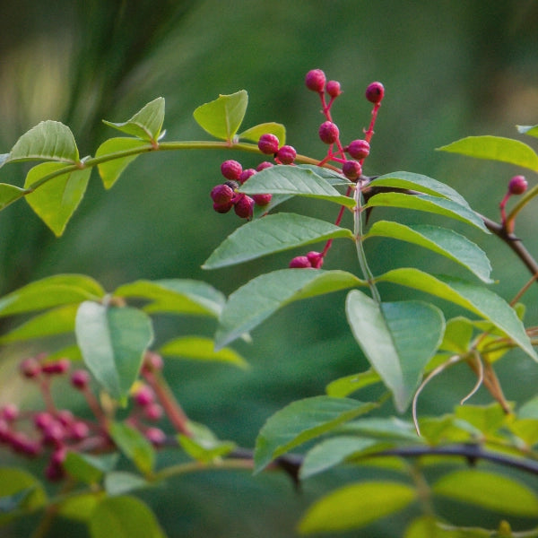 Venatone – Heritage Tea