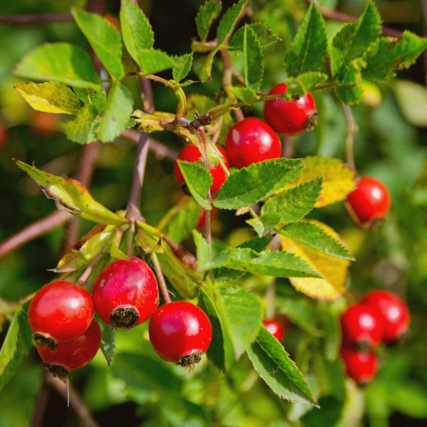 Venatone – Heritage Tea