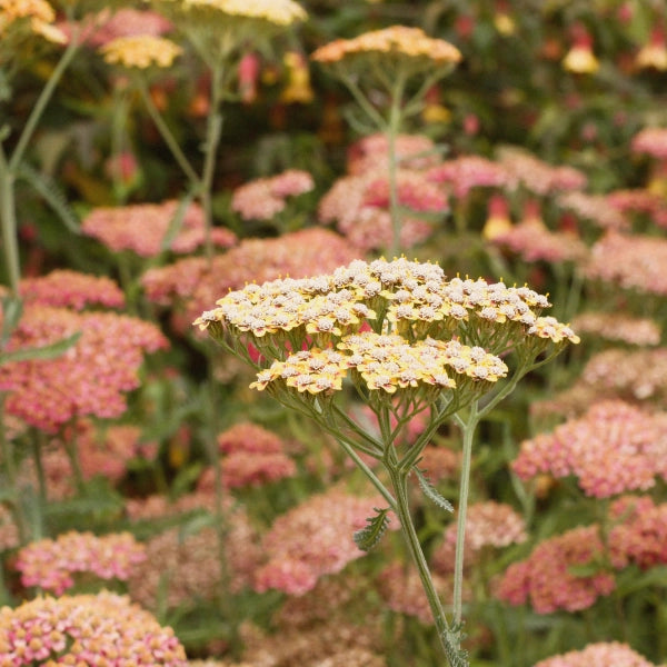 Venatone – Heritage Tea