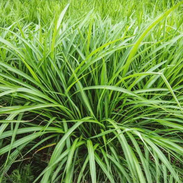 Colour Energy, Energy Blend — Red