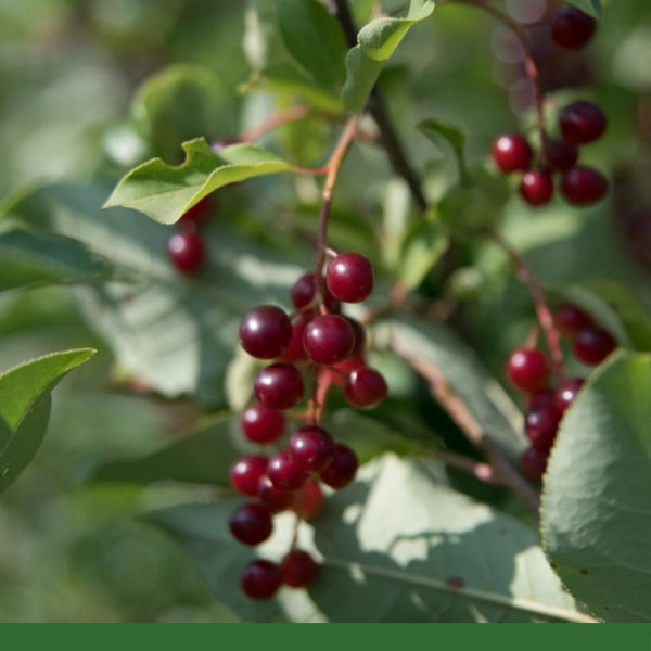 Wild Cherry Bark, Cut & Sifted (Prunus serotina) - Dried Herb, Organic