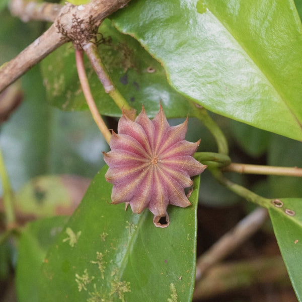 Wildfire – Heritage Tea