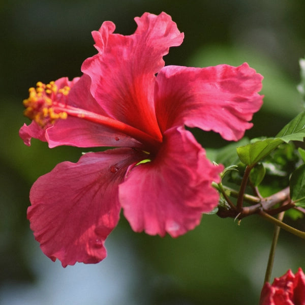 Wildfire – Heritage Tea