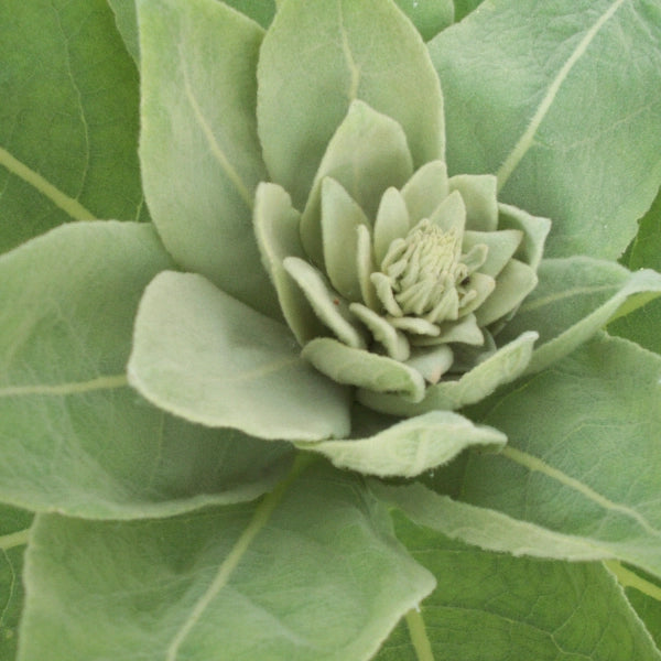 Healthology, Lung-FX Formula