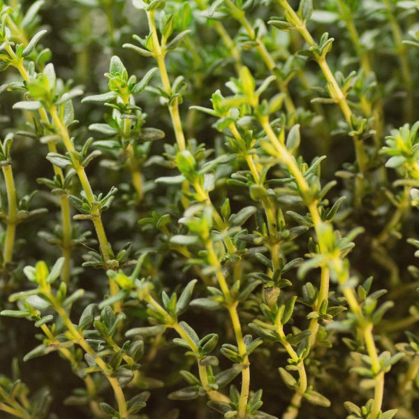 Bandits, Undiluted – Aromatherapy Mix