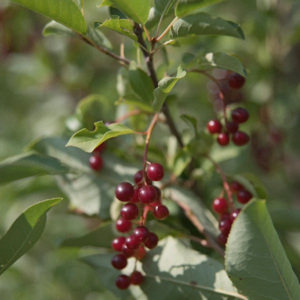 Wild Fire – Heritage Tea