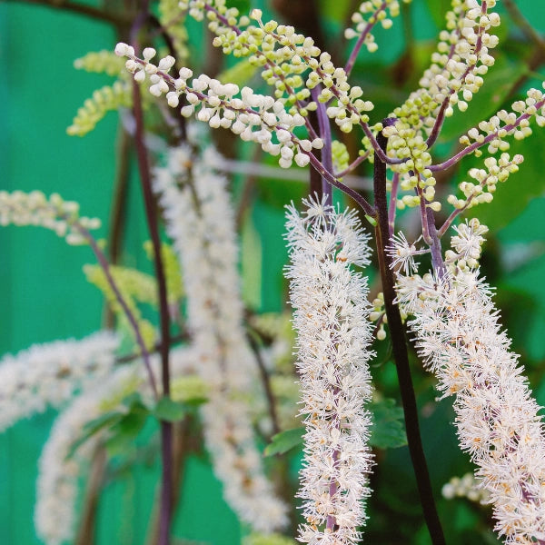 Willow Blend – Heritage Tea