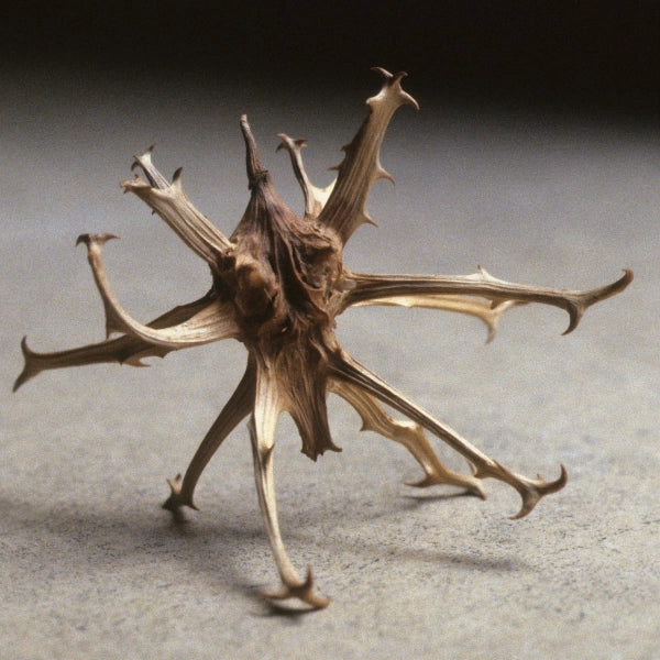 Willow Blend – Heritage Tea