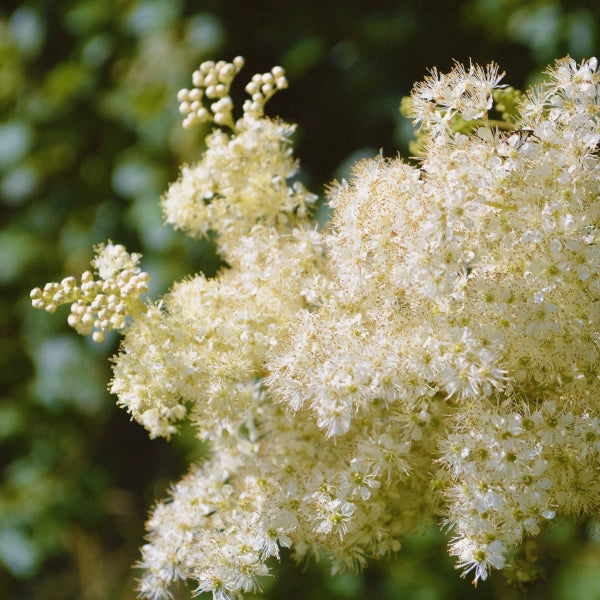 Willow Blend – Heritage Tea