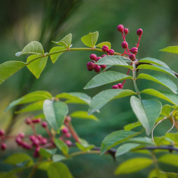 Willow Blend – Heritage Tea