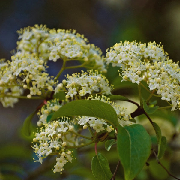 Woman's Time – Heritage Tea