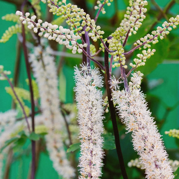 Woman's Time – Heritage Tea